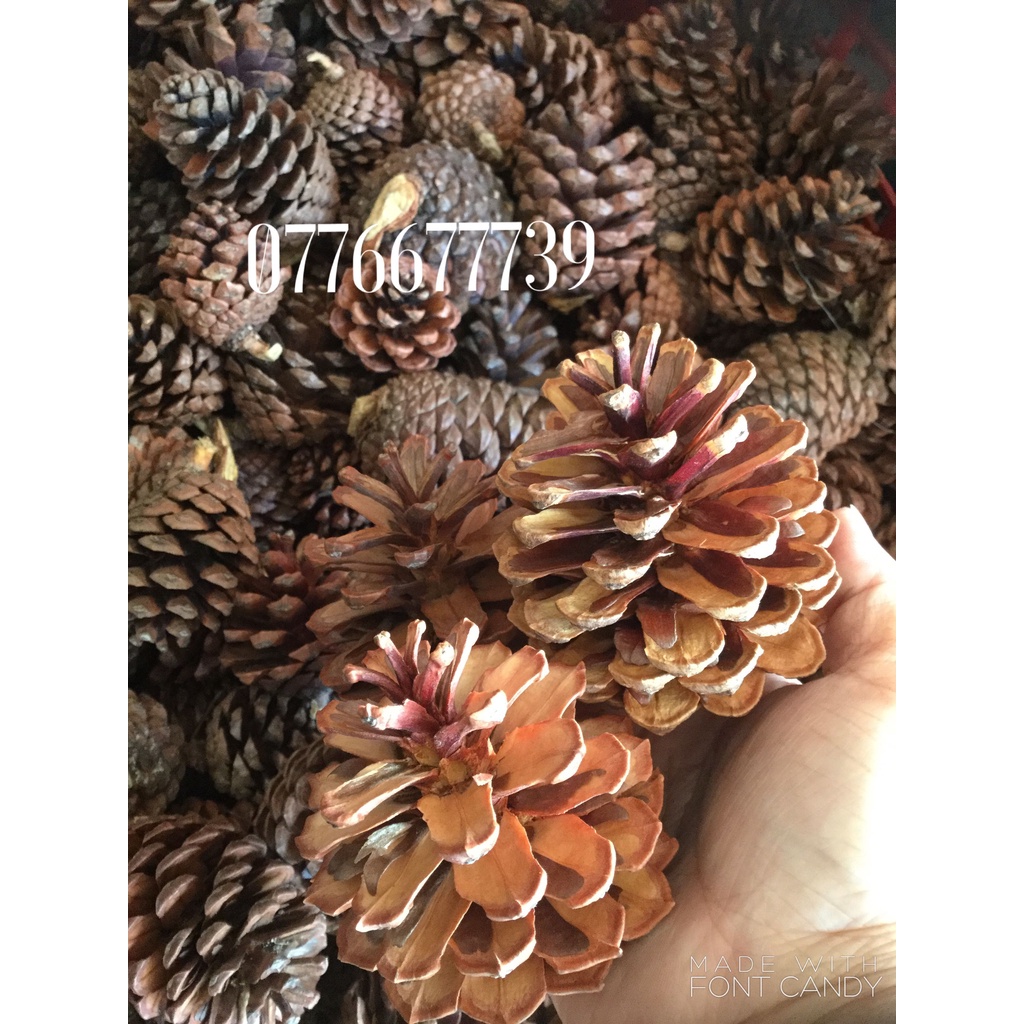 Quả thông tự nhiên trang trí cây Thông Giáng sinh