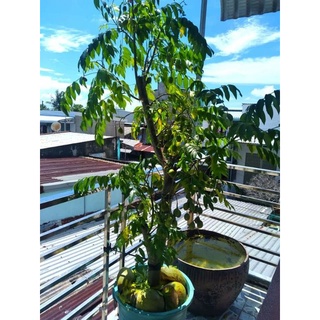 Cây 🌲 Cóc thái lùn ( hàng lớn đang trái )