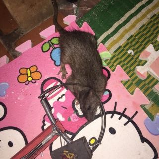 Combo 5 bẫy chuột Quang Thiều