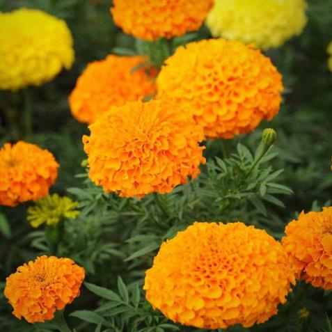 Hạt Giống Hoa Vạn Thọ Thái F1 Cao Màu Cam Đỏ - Gói 20 Hạt