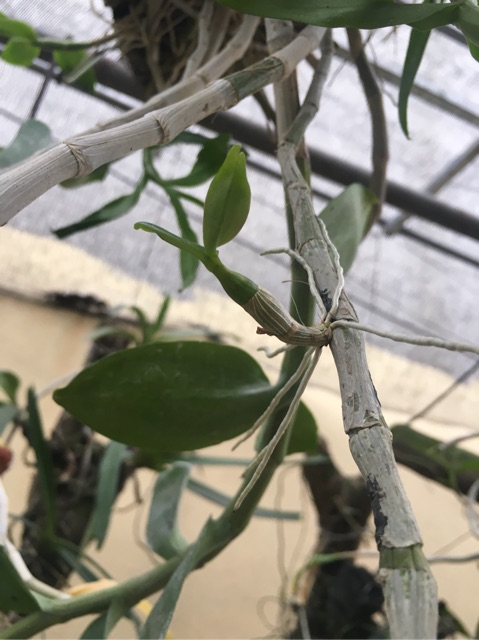 Ki phi điệp cắt từ thân cho người mới chơi