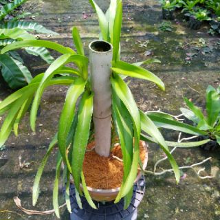 (Mua 10 tặng 1) Combo 10 cây lan Mokara giống