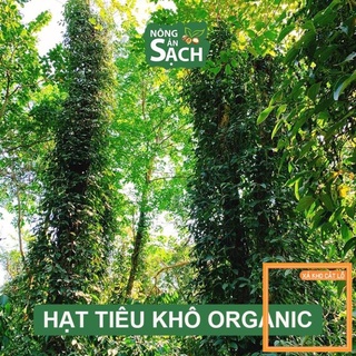 T6t hạt tiêu sạch organic bình phước chín đỏ phơi khô