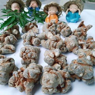 Củ tam Thất bắc khô loại 5-7-9 củ/gram (Bắc Hà Lào Cai)