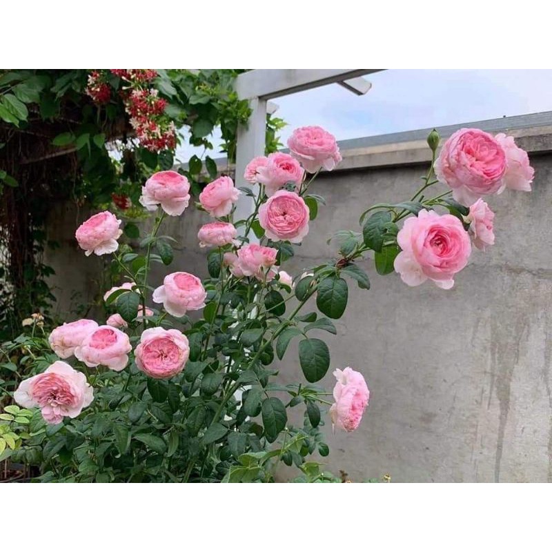 Cây hoa Hồng Leo Mon Coeur Rose hoa thơm ngọt, bông to, sai hoa