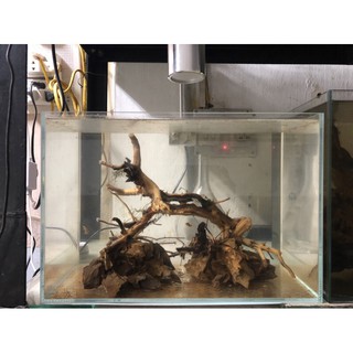 Lũa ghép bể cá 40cm