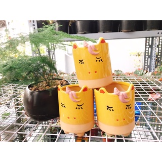chậu sứ hình ngựa vàng trồng sen đá
