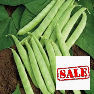 20 gr  giống đậu cove leo xanh SALE