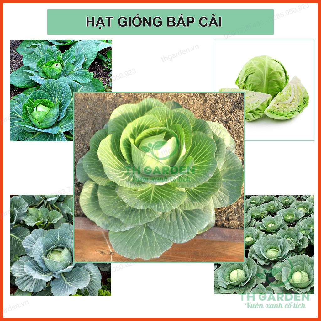 Hạt Giống Bắp Cải Hybird 2gr - Cải Bắp Xanh - Bắp Tròn, Cuốn Chắc