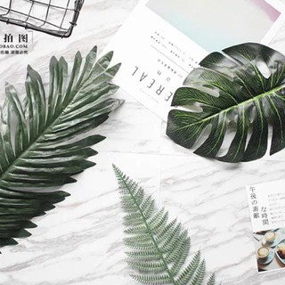 Combo 3 chiếc lá cọ làm phụ kiện chụp ảnh