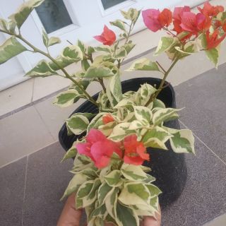 Cây 🌲 Giấy Cẩm Thach ( màu cam)