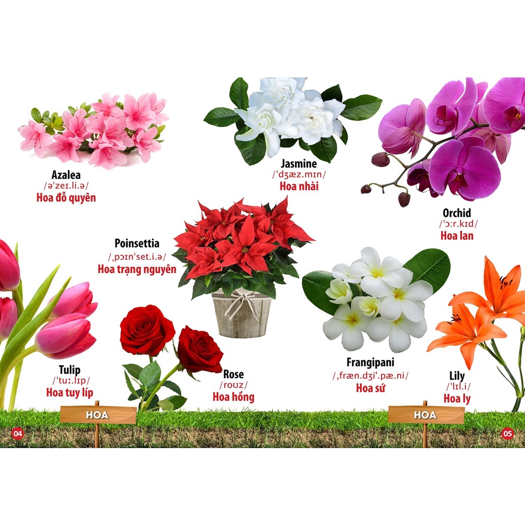Sách - Từ Điển Bằng Hình - Hoa, Quả, Rau Củ