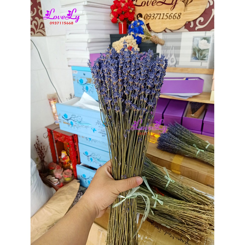 Bó hoa oải hương Lavender khô nhập Pháp 200 cành [ Tặng Túi Thơm]