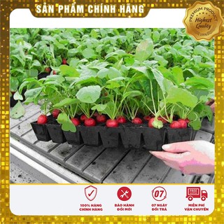 Bộ gói hạt giống Củ cải đỏ