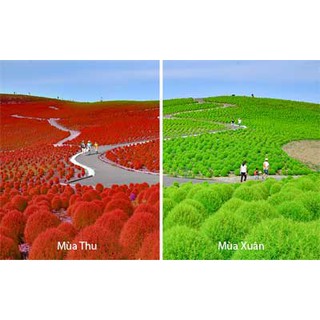 Hạt giống cỏ đổi màu
