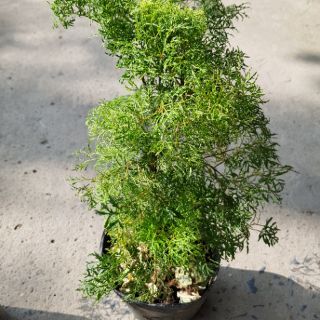 Đinh Lăng Lá Nhỏ (đinh lăng nếp)