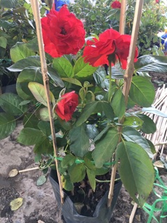 Hồng tố nữ