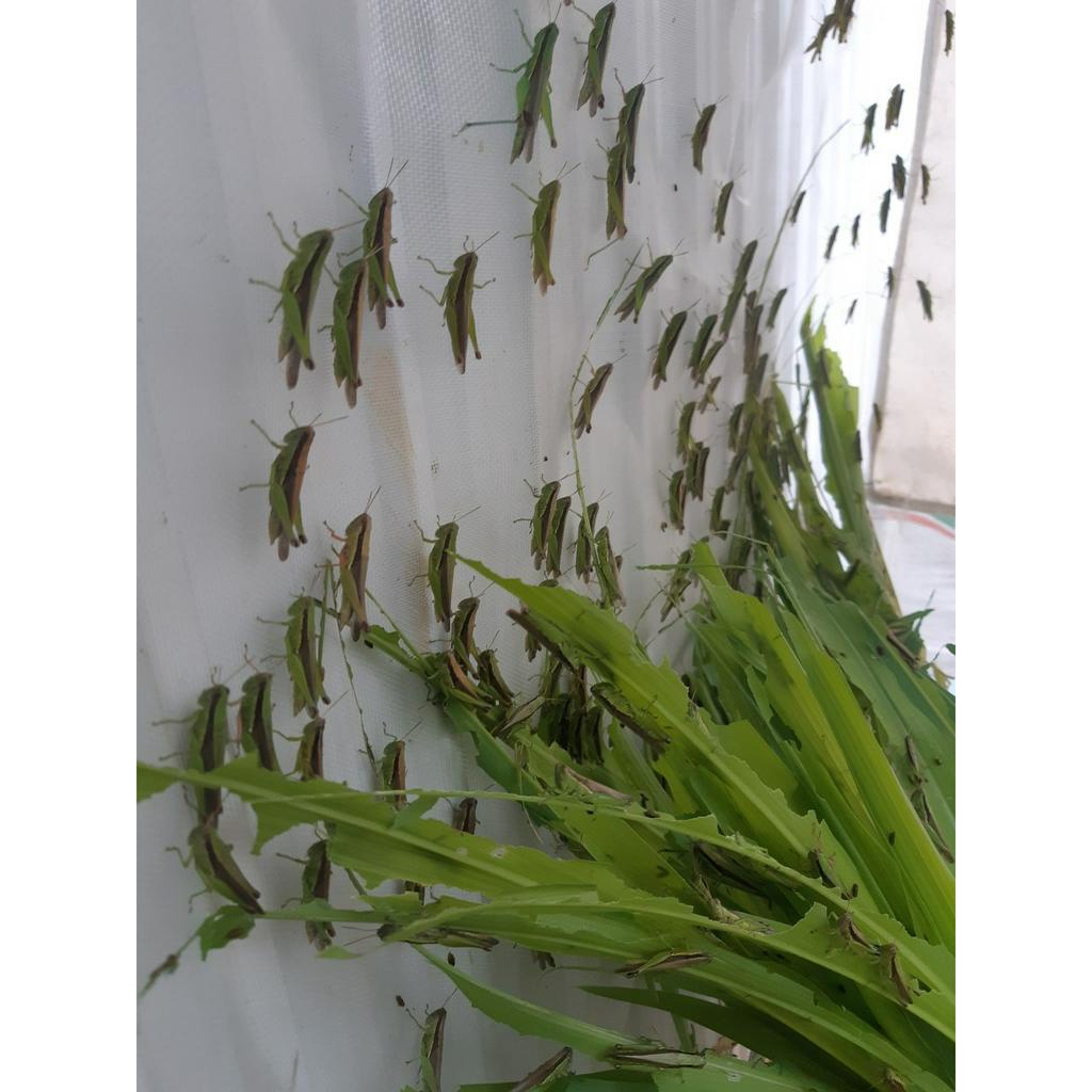 Vợt cào cào , tặng túi lưới 40x50cm