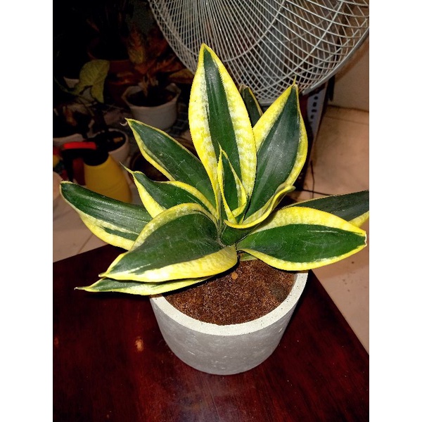 Chậu Xi Măng Trụ Tròn Size 15