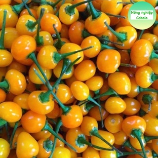 Hạt Giống Ớt Peru Charapita Sai Trái (5 Hạt)