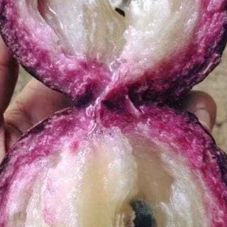 Cây Vú Sữa tím... 8 tháng cây cho trái