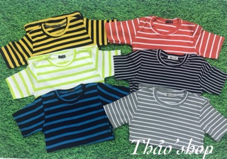 Combo  6 áo thun gân