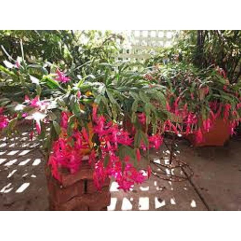 Sản phẩm COMBO 2 THÂN lan càng cua – cây TIỂU QUỲNH -Hoa đẹp độc đáo hàng cây giống + Tặng  phân hữu cơ cao cấp