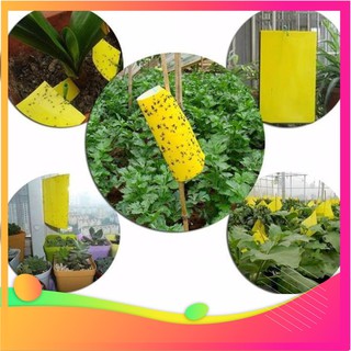 [Hàng chuẩn zin]Miếng bẫy dính ruồi vàng 15x25cm