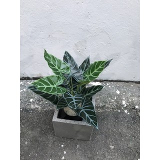 cây môn giả