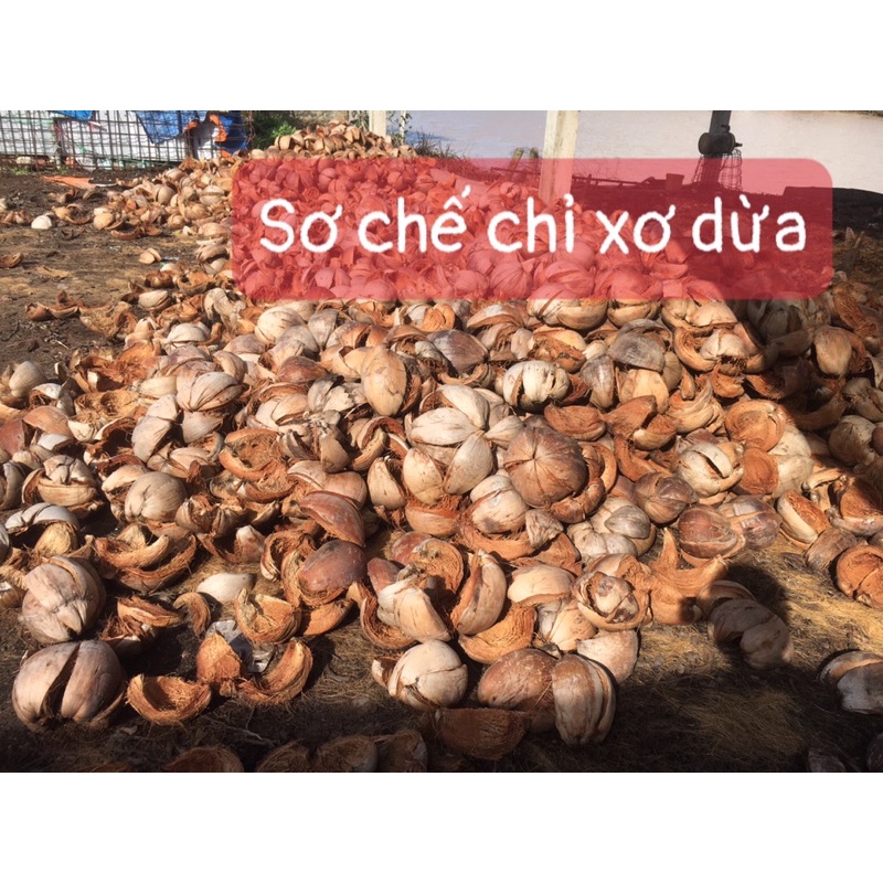 Vỏ dừa khô tách gáo