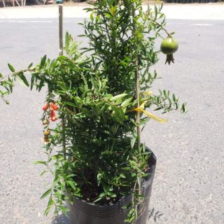 Cây lựu thái.lựu đỏ ấn độ(tặng kèm phân bón)