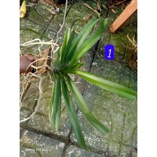 Lan chồn tím ghép gỗ thuần khoẻ