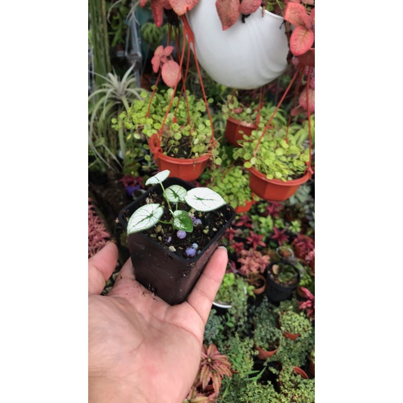 Caladium Humboldtii mini white, môn trắng, môn kiểng, kiểng lá, môn màu