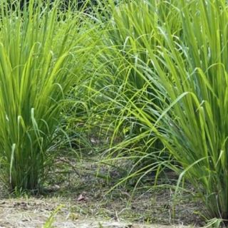 Cây xả giống