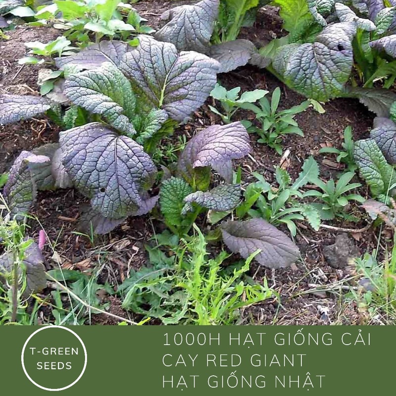 Hạt giống cải cay red giant