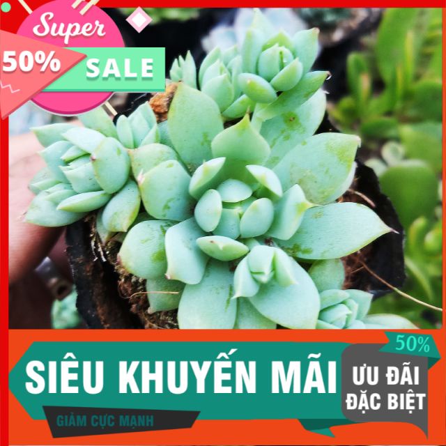 Sen đá dù kim