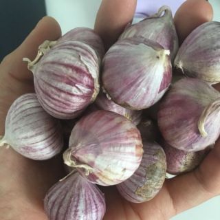 Tỏi cô đơn 500g -1kg