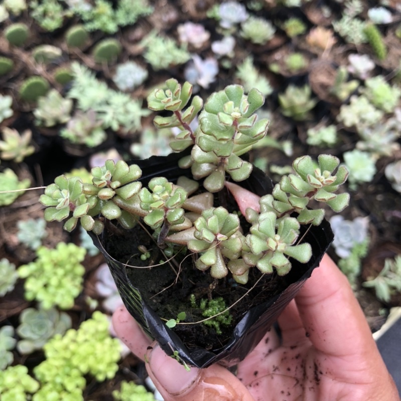 Sen sedum tay gấu