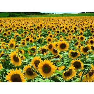 Hạt giống hương dương tháp (tặng kèm phân bón và kích mầm)