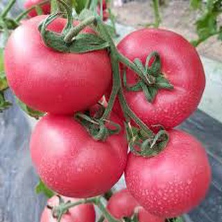 30 Hạt giống cà chua Hồng [CHẤT LƯỢNG]