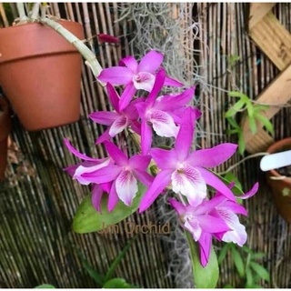 Hoa Lan hoàng thảo lụa(1 khóm)