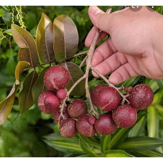 Nhãn Long Tím Giống mới , cây đẹp , chuẩn giống