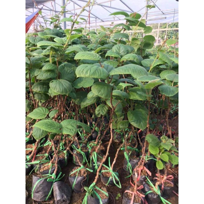 Kiwwi giống nhập khẩu