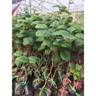 Kiwwi giống nhập khẩu