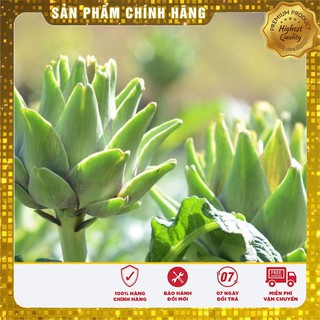 BỘ 10 gói hạt giống ATISO xanh TẶNG 1 phân bón
