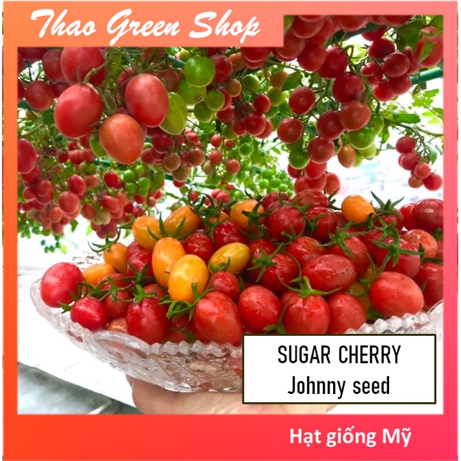 Hạt giống cà chua trái cây chịu nhiệt Sugar Cherry Johnnys seed - 5 hạt