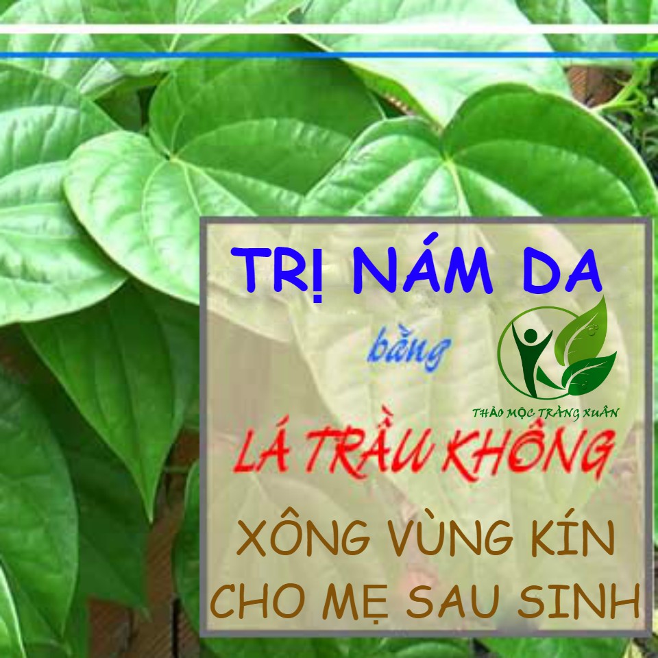 Lá trầu không tươi xông hơi vùng kín phụ nữ sau sinh, trị nám da