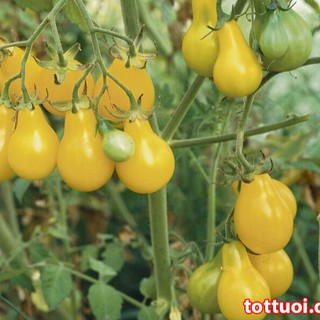 Hạt giống cà chua quả trái lê vàng 30 hạt (TẶNG gói kích thích hỗ trợ hạt nảy mầm)