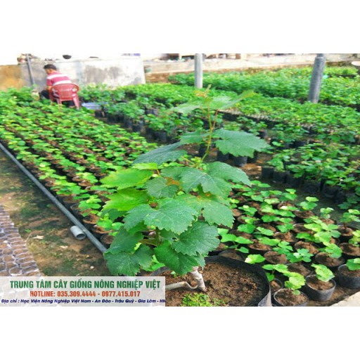 Cây Giống Nho Hạ Đen Cho Trái Sớm - Năng Suất Cao