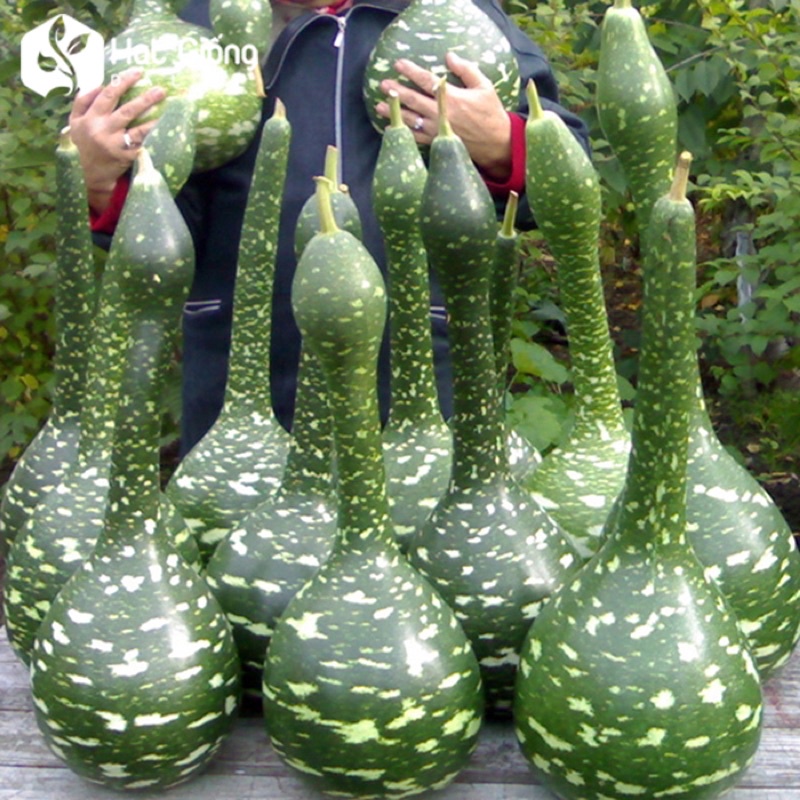 Hạt giống bầu thiên nga cao sản F1